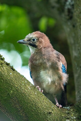 Juvenile Eurasian jay