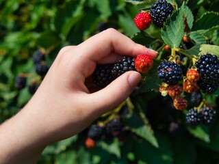 Hand Picking Delicious Organic Blackberries in KS