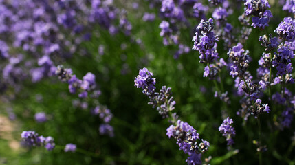 Natural background of bush of lavender flowers.