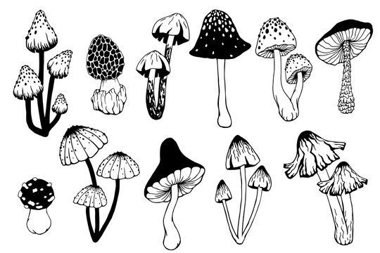 Set of various inedible mushrooms, pale toadstools. Linear sketches, stylized vector graphics.