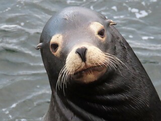 The Nosey Sea Lion