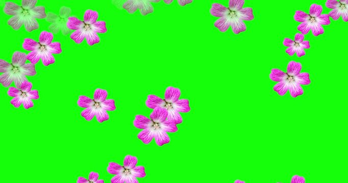 spring flowers background, 
flower petals falling green screen download,
flowers falling green screen,
daisy green screen,
sprinkles green screen,
flower effect video,
green screen background,