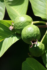 Common Guava Fruits on the Tree.