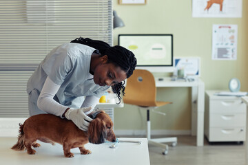 Side view portrait of young female veterinarian examining senior dog in vet clinic, pet health...