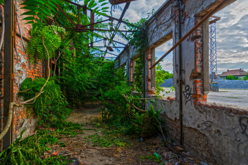 Creeper plants in a ruined and abandoned house