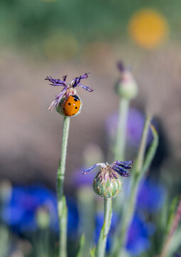 Ladybug Perched on Little Bachelor's Button Cornflower Bud