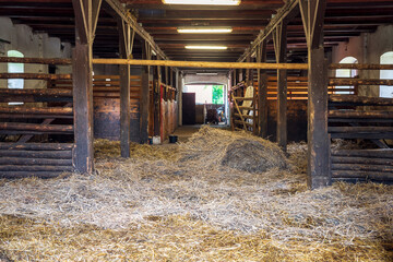Interior of stable in horse breeding in Florianka, Zwierzyniec, Roztocze, Poland. Clean hay lying down on the floor. Drinker and stalls for horses in the background © p  a  t  r  i  c  k