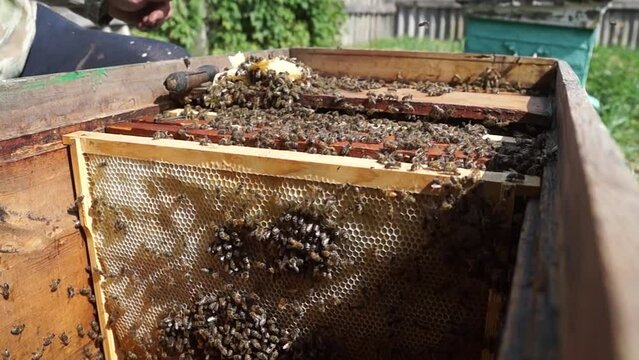 The beekeeper works in the apiary. Beehive and honey production. Work at home apiary. Swarm of bees.