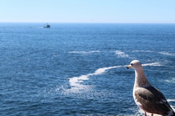 Seagull watching the coming of a boat in the distance in Ensenada, Baja California