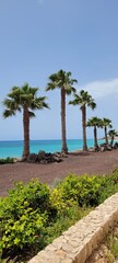 Fototapeta premium beach with palm trees