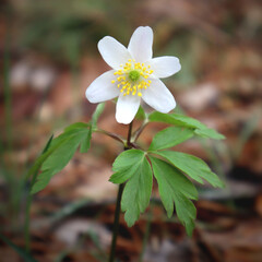 White wood anemone flower in the forest.
