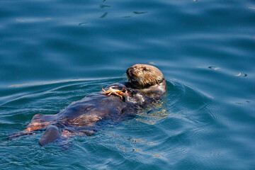 An Otter snacking on a crab