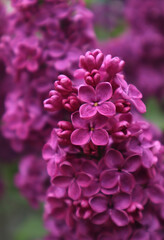 Purple lilac flowers in the garden. Floral natural background.
