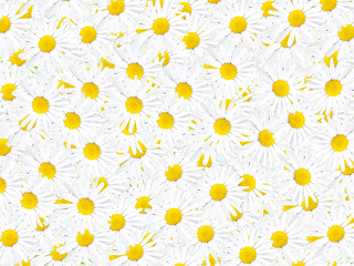 seamless pattern with yellow flowers