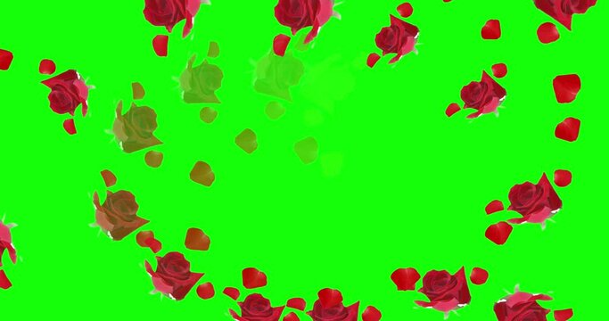 Red rose petals Stock green screen Video Footage and HD Video Clips