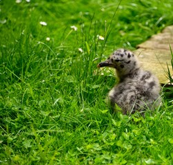 Oisillon mouette