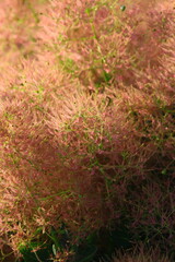 Puszyste owocostany perukowca podolskiego (Cotinus coggygria) © Monika