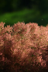 Puszyste owocostany perukowca podolskiego (Cotinus coggygria) © Monika