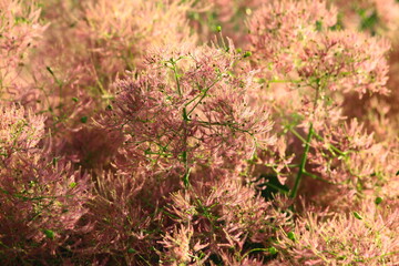 Puszyste owocostany perukowca podolskiego (Cotinus coggygria) © Monika