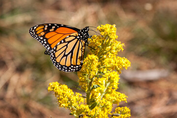 Monarch butterfly perched on a yellow flower