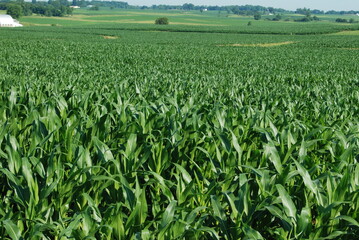 Green Corn Field in summertime