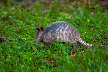 Armadillo in the grass