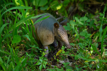 Armadillo in the grass