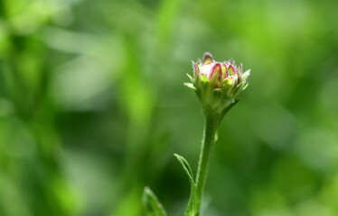 Knospe einer Echinacea Purpurea