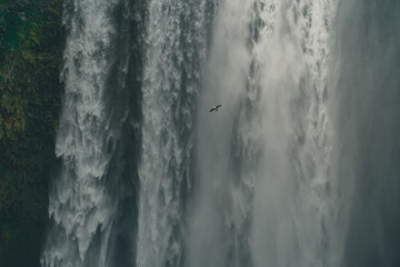 Skogafoss Iceland waterfalls flying bird