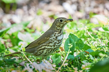 Song thrush bird with insect in his beak  ( Turdus Philomelos )