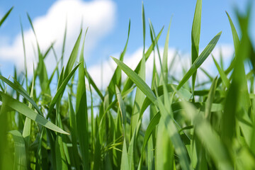 Beautiful agricultural field with ripening cereal crop outdoors, closeup