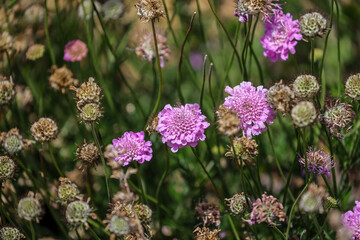 Scabiosa 'Pink Mist' is a herbaceous perennial to 40cm tall, forming a mound of ferny foliage and producing pink, pincushion flowers over a long period from early summer into autumn.