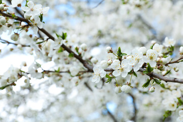 Closeup view of beautiful blossoming cherry tree outdoors