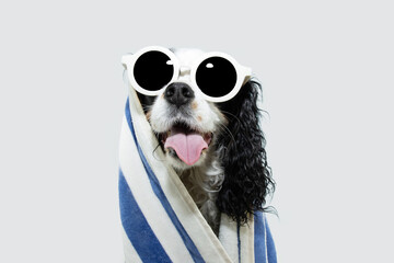 Portrait puppy dog summer wrapped with a towel and wearing sunglasses. Isolated on white background