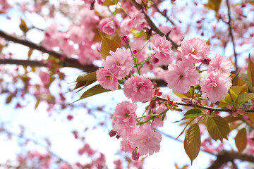 Closeup view of beautiful blossoming sakura tree outdoors on spring day
