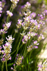 Beautiful blooming lavender in field on sunny day, closeup