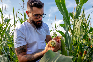 Farmer or agronomist standing in corn field inspecting the cobs and corn silk before harvest for...