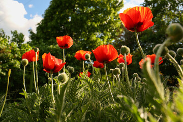 Beautiful red poppy flowers outdoors on sunny day, low angle view