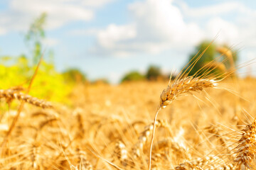 Gold wheat field and blue sky. Crops field. Selective focus