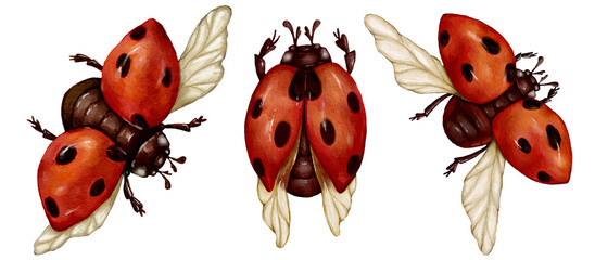 Set of flying watercolor insect ladybugs.