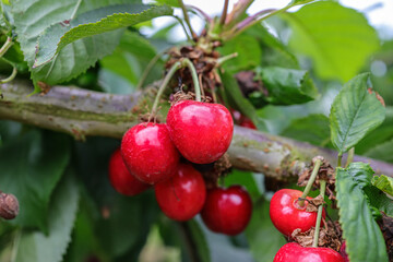 closeup of ripe dark red cherries hanging on cherry tree branch with green leaves background.