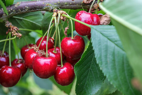 closeup of ripe dark red cherries hanging on cherry tree branch with green leaves background.