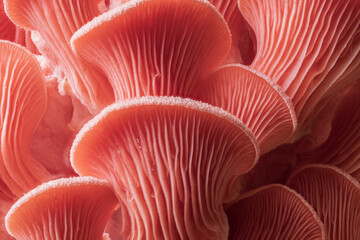 pink oyster mushroom
