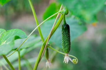 A small green cucumber on a plant stem. Growing and caring for cucumbers.Selective focus