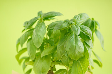 Fresh green basil plant on green background, close-up.