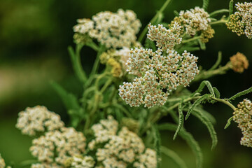 Achillea millefolium, commonly known as common yarrow, is a flowering plant in the family Asteraceae.