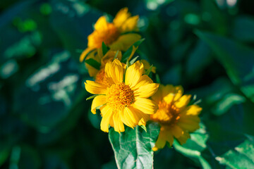 yellow flowers of the perennial plant Gaillardia aristata Maxima Aurea bloom in the flower bed. Selective focus