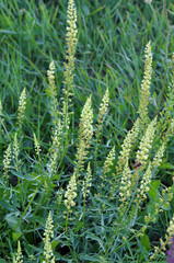 Reseda lutea as a weed growing in the field