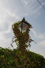 old lamp post in the forest