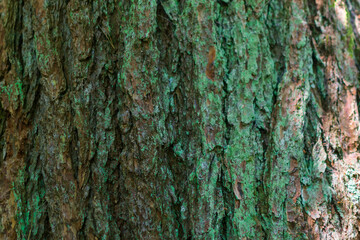 bark of a tree